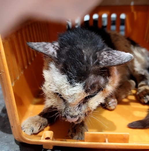 펫앤쉘터동물병원_441378202300140